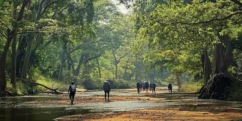 Forest Trails madhya-pradesh
